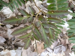 Sceptridium multifidum