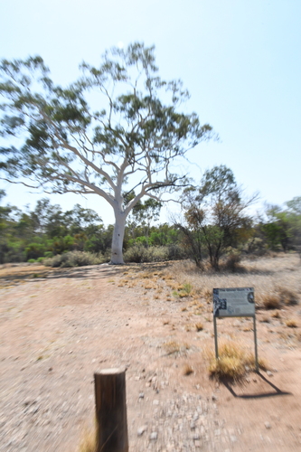 Image of Corymbia aparrerinja by (c) Em Lamond, some rights reserved (CC BY)