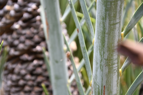 Image of Macrozamia macdonnellii by (c) Em Lamond, some rights reserved (CC BY)