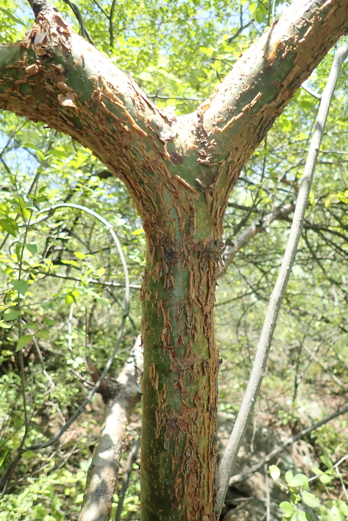 Opopónaco