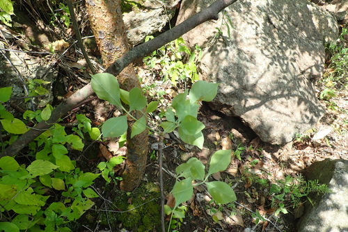 Hemprichia erythraea Ehrenb. 3