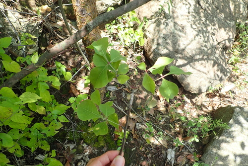 Hemprichia erythraea Ehrenb. 2