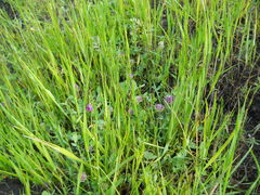 Trifolium barbigerum