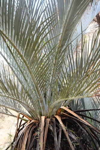 Image of Macrozamia macdonnellii by (c) Em Lamond, some rights reserved (CC BY)