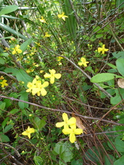 Hypericum microsepalum
