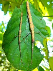 Marmessoidea rosea