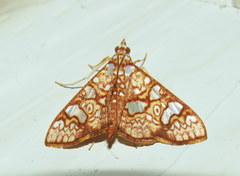 Glyphodes canthusalis