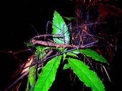 Stheneboea repudiosa