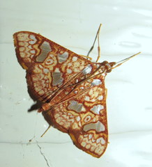 Glyphodes canthusalis