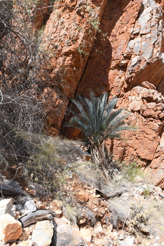 Image of Macrozamia macdonnellii by (c) Em Lamond, some rights reserved (CC BY)