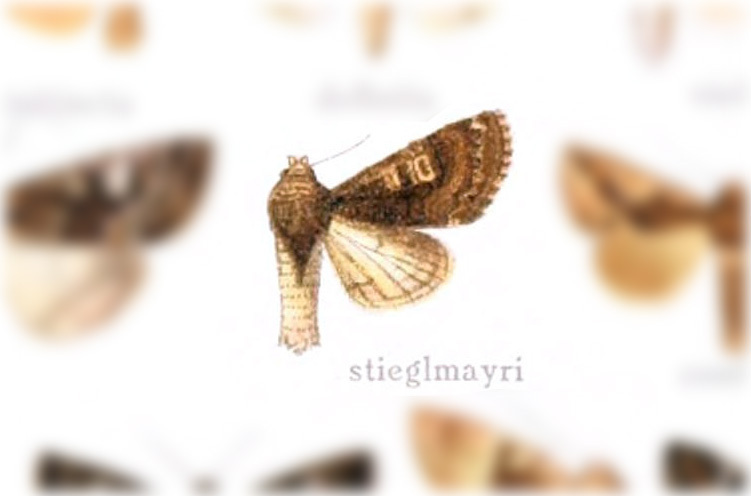 Trachea stieglmayri