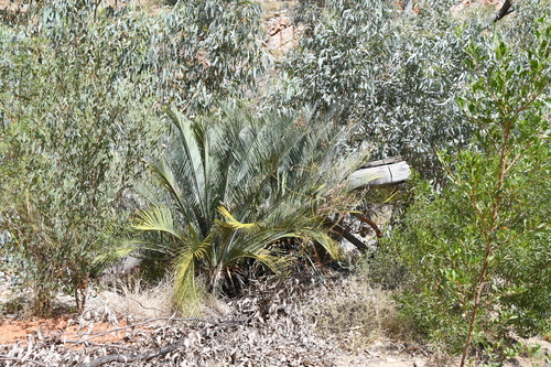 Image of Macrozamia macdonnellii by (c) Em Lamond, some rights reserved (CC BY)
