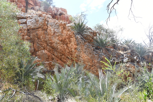 Image of Macrozamia macdonnellii by (c) Em Lamond, some rights reserved (CC BY)