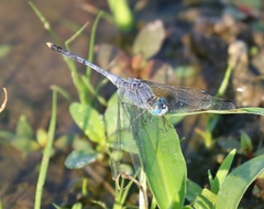 Diplacodes trivialis