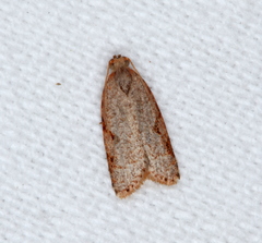 Meritastis piperata
