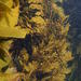 Cystophora platylobium - Photo (c) Kate, some rights reserved (CC BY-NC), uploaded by Kate