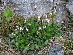 Cardamine bellidifolia