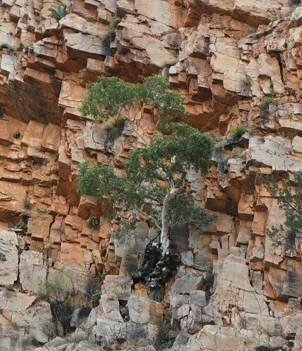 Image of Corymbia aparrerinja by (c) Em Lamond, some rights reserved (CC BY)
