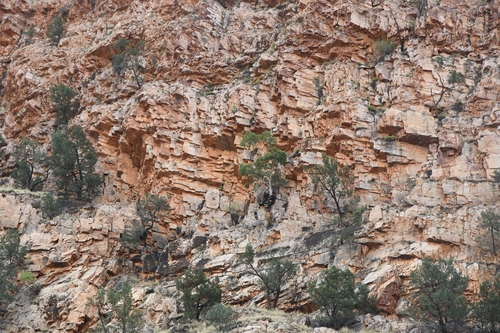 Image of Corymbia aparrerinja by (c) Em Lamond, some rights reserved (CC BY)