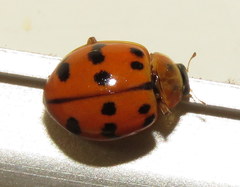 Harmonia octomaculata