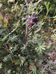 Lupinus concinnus
