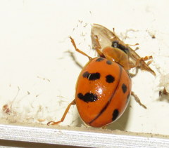 Harmonia octomaculata