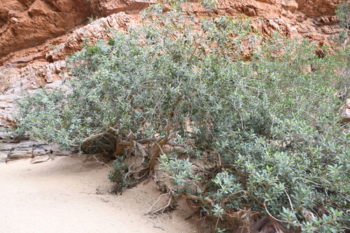 Image of Ficus desertorum by (c) Em Lamond, some rights reserved (CC BY)