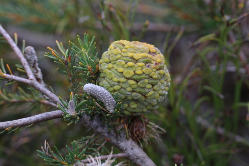 Image of Banksia pulchella by (c) Hugo Innes, some rights reserved (CC BY)