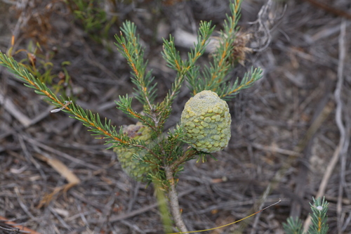 Image of Banksia pulchella by (c) Hugo Innes, some rights reserved (CC BY)