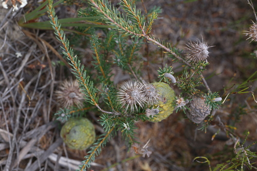 Image of Banksia pulchella by (c) Hugo Innes, some rights reserved (CC BY)