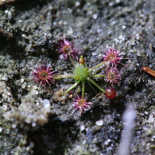 Drosera occidentalis