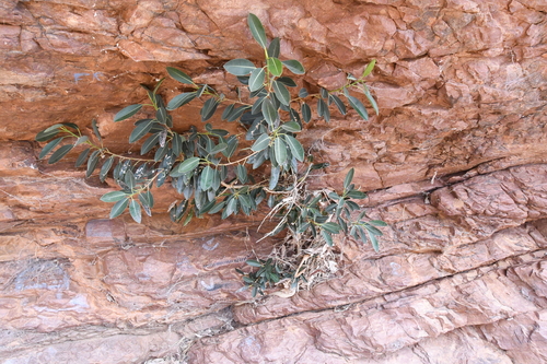 Image of Ficus desertorum by (c) Em Lamond, some rights reserved (CC BY)