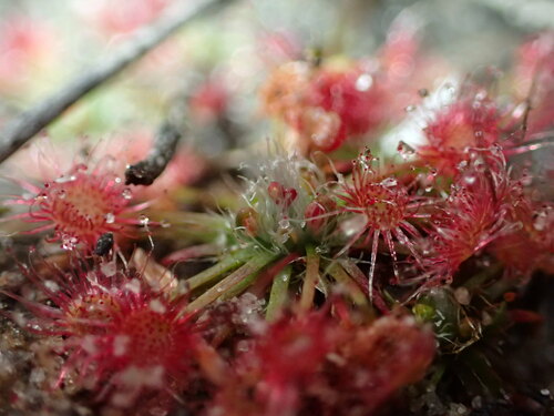 Drosera occidentalis