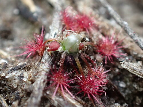 Drosera occidentalis