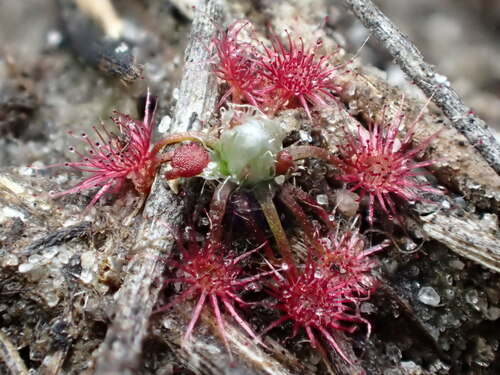 Drosera occidentalis