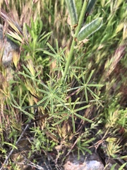 Lupinus truncatus