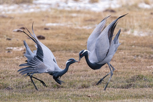 Demoiselle Crane