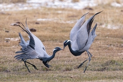 Demoiselle Crane photo 5