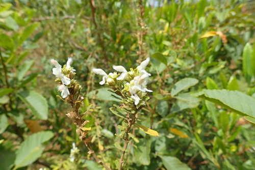 Leucas abyssinica