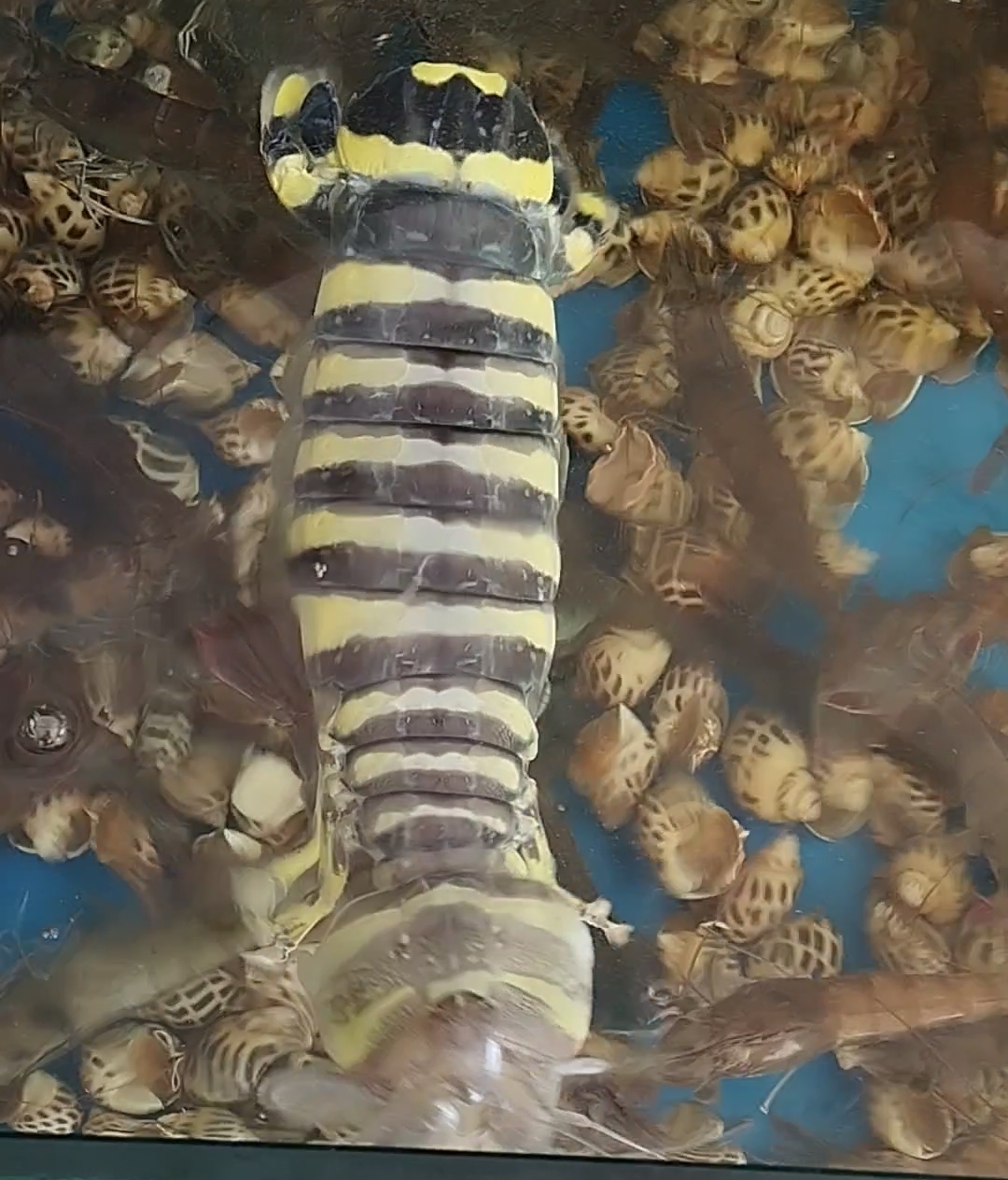 十三齒琴蝦蛄(老虎螳螂蝦) Lysiosquilla tredecimdentata