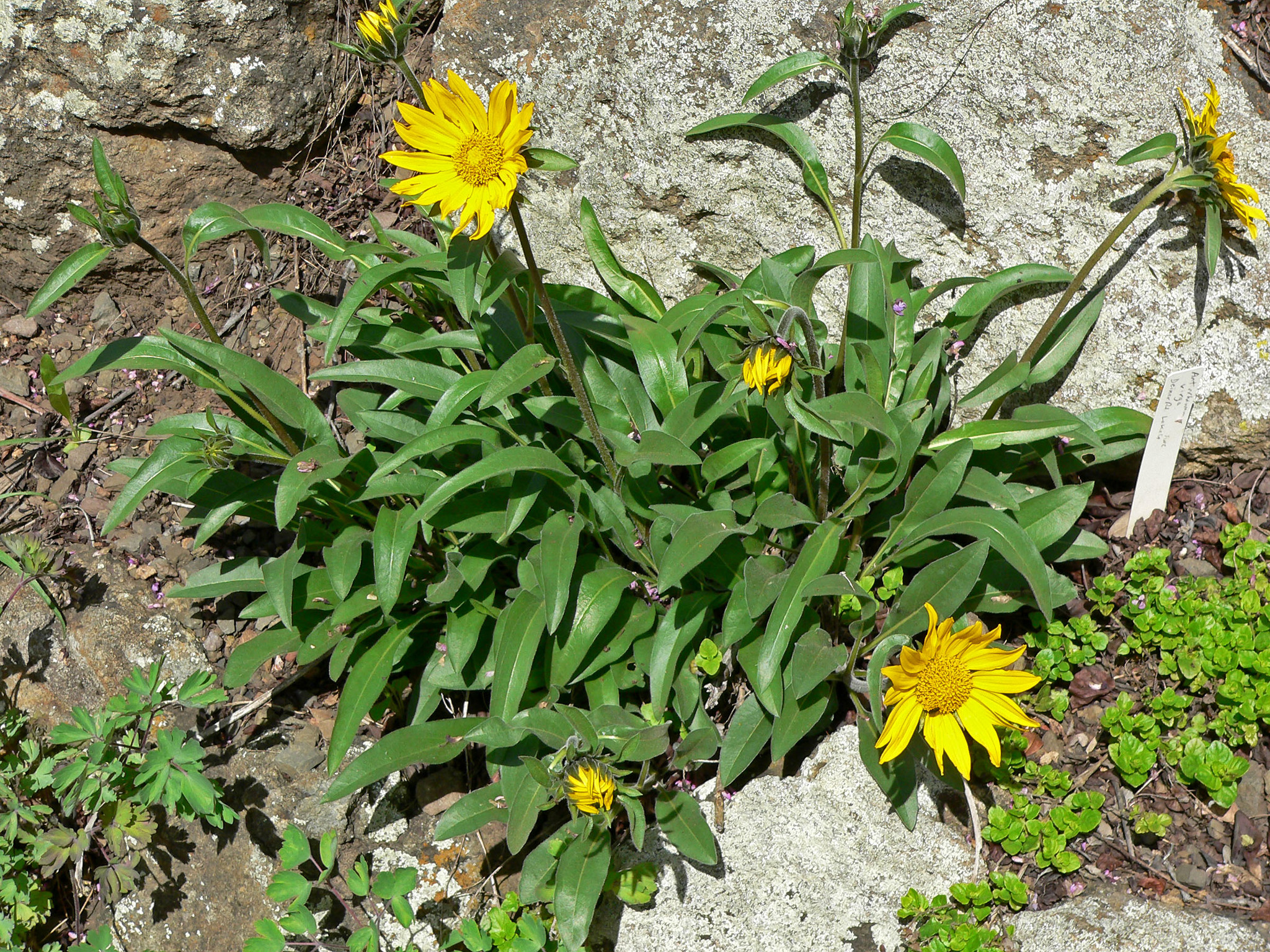 Helianthella castanea