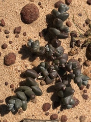 Dudleya brevifolia