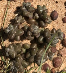 Dudleya brevifolia