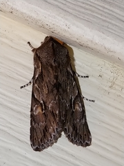Egira crucialis
