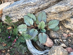 Phacelia campanularia
