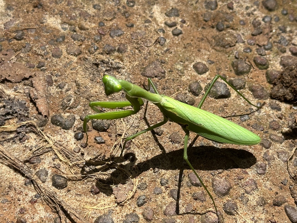 Cameroon Mantis