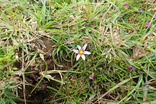 Romulea fischeri