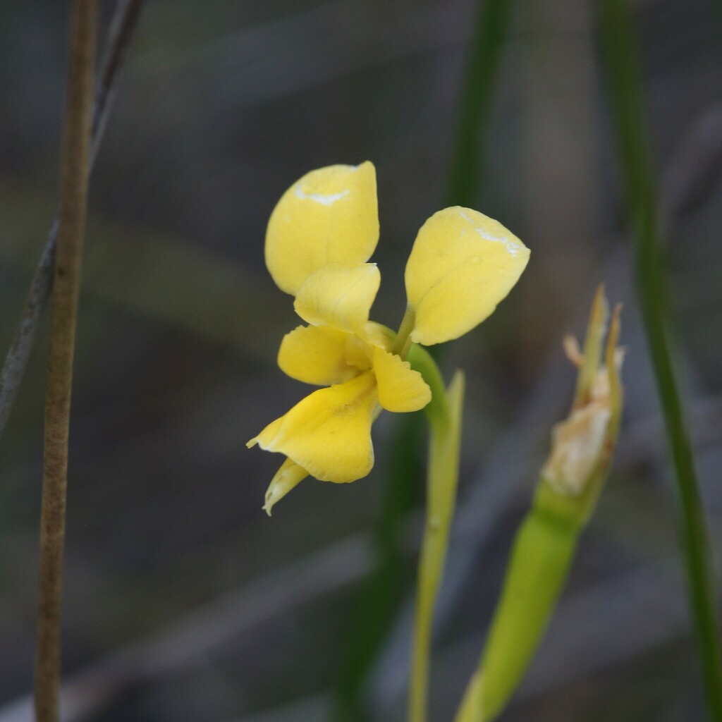 Diuris concinna