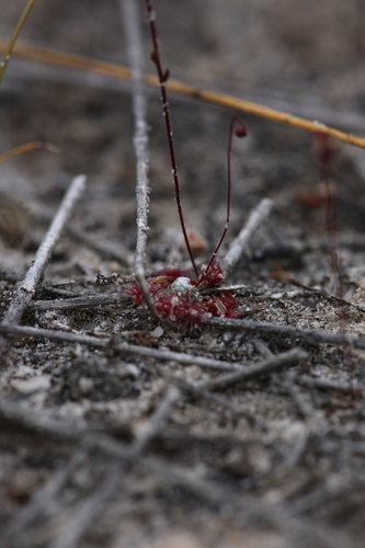Drosera occidentalis