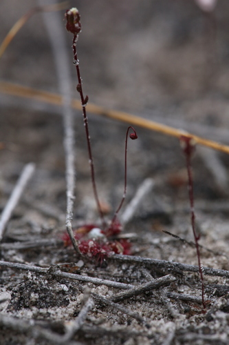 Drosera occidentalis